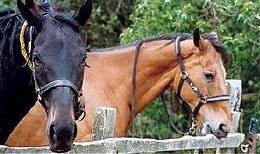 Monaughty Man (left) & Quixall Crossett